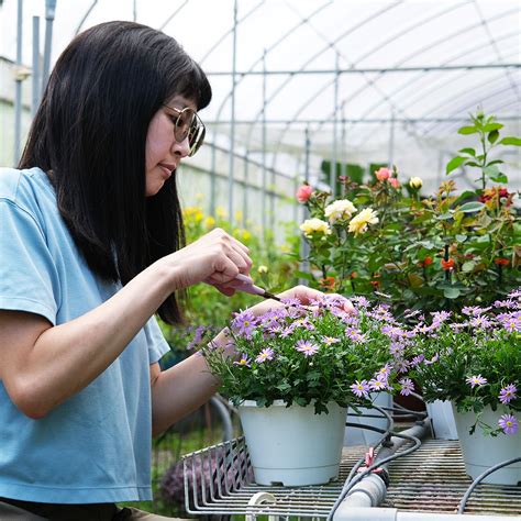 絲河菊|讓絲河菊開花的3個技巧